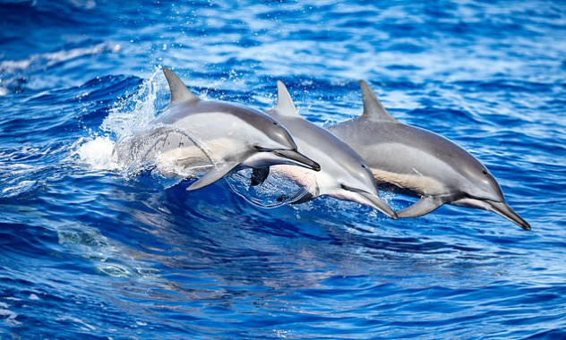 У выбросившихся дельфинов обнаружили признаки болезни Альцгеймера, связанные с цветением водорослей