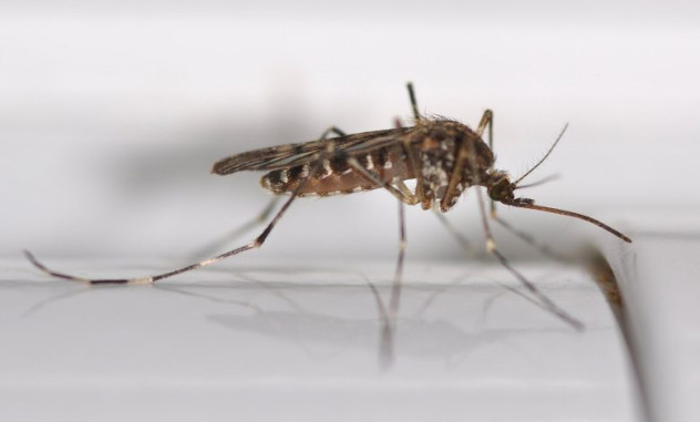 Первое появление комаров в Исландии связывают с глобальным потеплением
